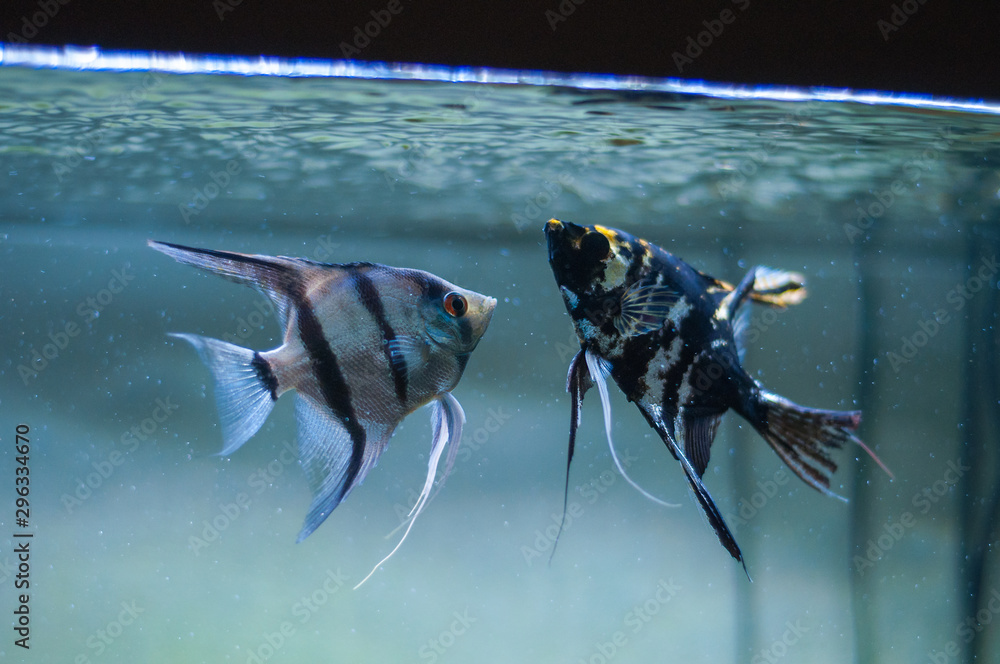 Wall mural couple of angel fish in fish tank