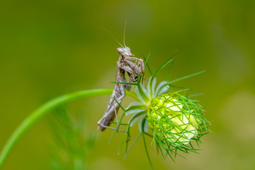 Close up of pair of Beautiful European mantis ( Mantis religiosa )