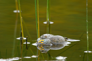 rufende Rotbauchunke (Bombina bombina) - European fire-bellied toad
