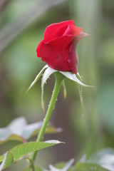 red rose on green background