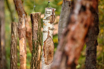 Birch wood and other types of wood are hanging on wires in the forest o that you can hear their tone when knocking at them. Seen in October in Germany