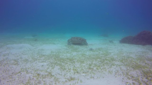 Sea turtle swimming and searching for food on ocean floor
