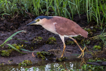 Nankeen Night Heron (Nycticorax caledonicus)