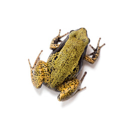 Yellow mantella or eastern mantella, Mantella crocea