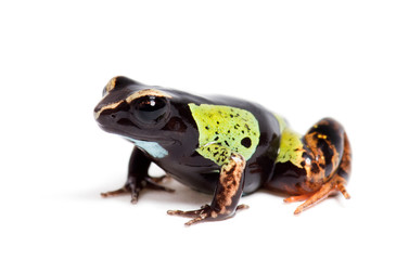 Malagasy painted mantella, Mantella madagascariensis