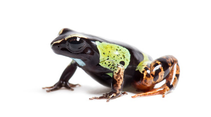 Malagasy painted mantella, Mantella madagascariensis