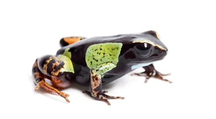 Foto op Canvas Malagasy painted mantella, Mantella madagascariensis © Eric Isselée