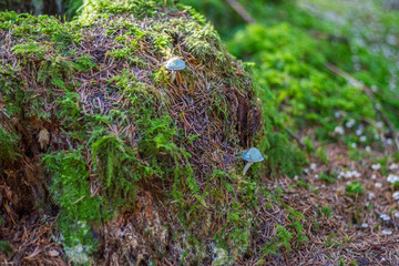 Zwei kleine schöne Pilze der Sorte Grasgrüner Täubling im Wald auf einem Boden aus Nadeln und Moos 