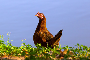 Rooster and hens in the farm