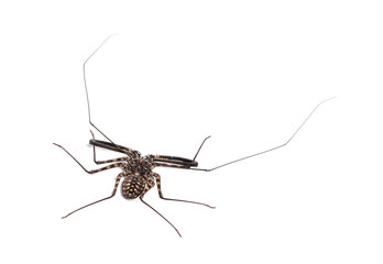 Damon diadema is a species of amblypygid