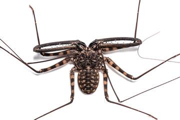 Damon diadema is a species of amblypygid