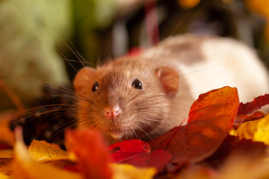 Rat sitting on colorful autumn leaves and looking to camera