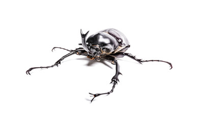 Rainbow stag beetle, Phalacrognathus muelleri, in front of white