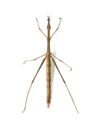 Horsehead Grasshopper, Pseudoproscopia scabra, in front of white