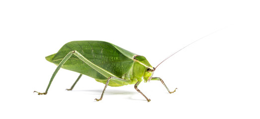 Giant katydid, Stilpnochlora couloniana, isolated on white