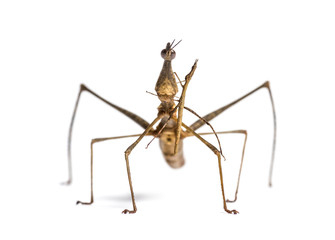 Young and adult Horsehead Grasshoppers, Pseudoproscopia scabra
