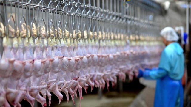 chicken factory process conveyor meat industrial line