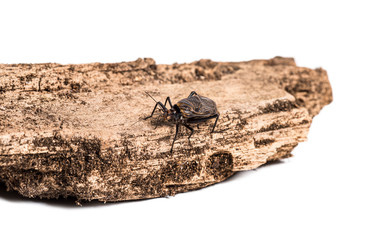 Ethiopian Cricket, Homoeogryllus xanthographus, on log