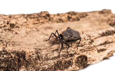 Ethiopian Cricket, Homoeogryllus xanthographus, on log