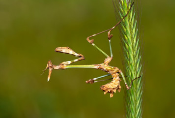 Close up of pair of Beautiful European mantis ( Mantis religiosa )