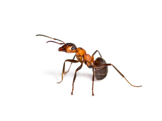 European red wood ant, Formica polyctena, isolated on white