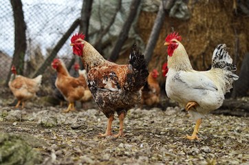 hen and chickens