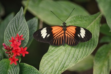 butterfly on flower