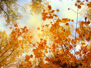 autumn landscape forest with yellow red leaves with sunny light beams