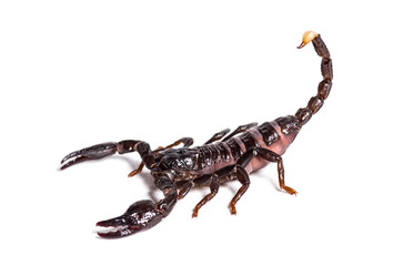 Scorpion, Pandinus dictator, in front of white background