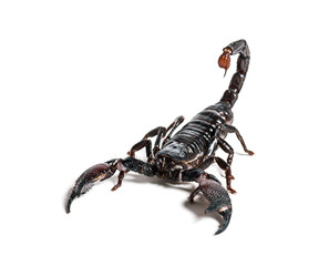 Emperor scorpion, Pandinus imperator