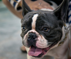 French Bulldog in his relaxing time