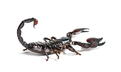 Emperor scorpion, Pandinus imperator