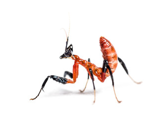 Young orchid mantis, Hymenopus coronatus