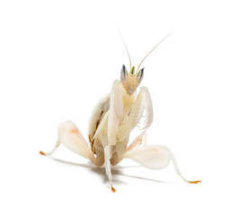 Young orchid mantis, Hymenopus coronatus, isolated on white