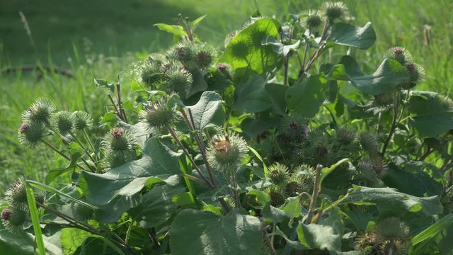 Burdock leaf and blossom purple flower of agrimony Arctium lappa in the foothills summer time used in natural medecine and superfood