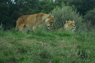 male lion and lioness