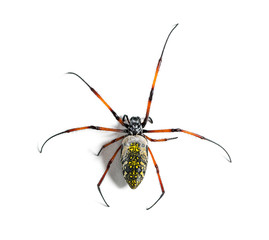 Nephila inaurata, red-legged golden orb-weaver spider, , isolated on white