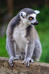 ring tailed lemur