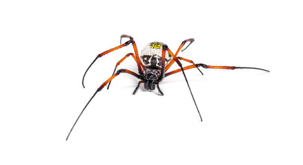 Nephila inaurata, red-legged golden orb-weaver spider, isolated on white