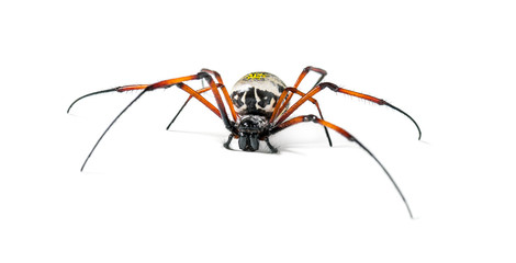 Nephila inaurata, red-legged golden orb-weaver spider, , isolated on white