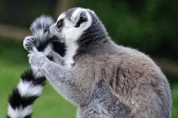 Lemur eating tail