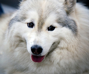 Portrait of Siberian Husky in the air condition room