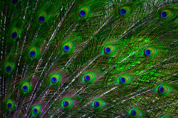 Obraz premium Peacock feather