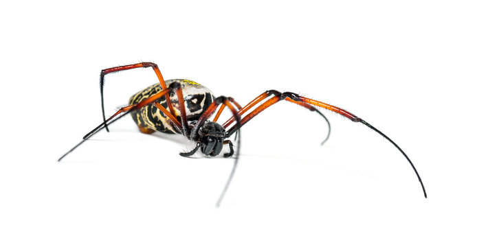 Nephila inaurata, red-legged golden orb-weaver spider, , isolated on white