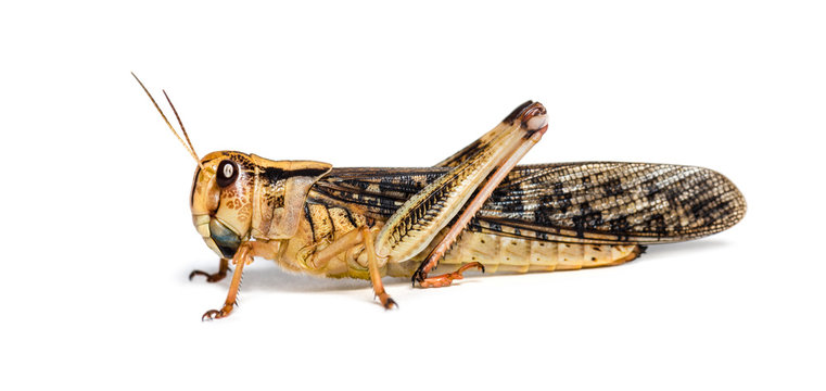 Photo - Migratory locust - Locusta migratoria 