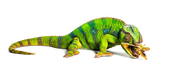 Panther chameleon, Furcifer pardalis, eating Migratory locust