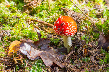 Kleiner roter Fliegenpilz auf Waldboden aus Nadeln mit Eichenblatt im Schwarzwald