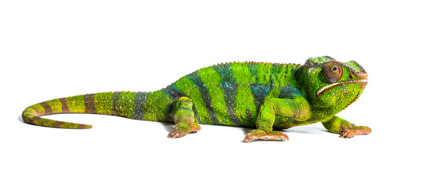 Panther chameleon, Furcifer pardalis, a species of chameleon