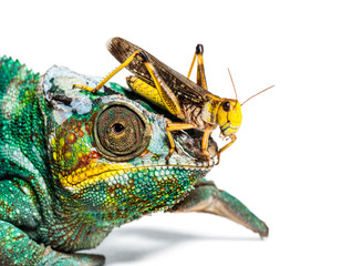 Migratory locust, Locusta migratoria and Panther chameleon © Eric Isselée