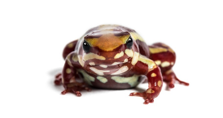 Anthony's poison arrow frog, Epipedobates anthonyi